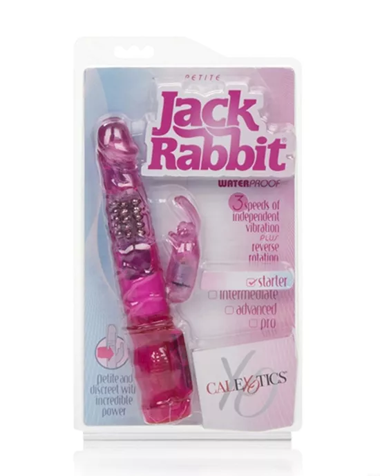 Petite Jack Rabbit